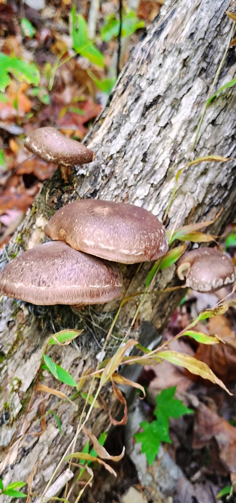 resized Mushrooms